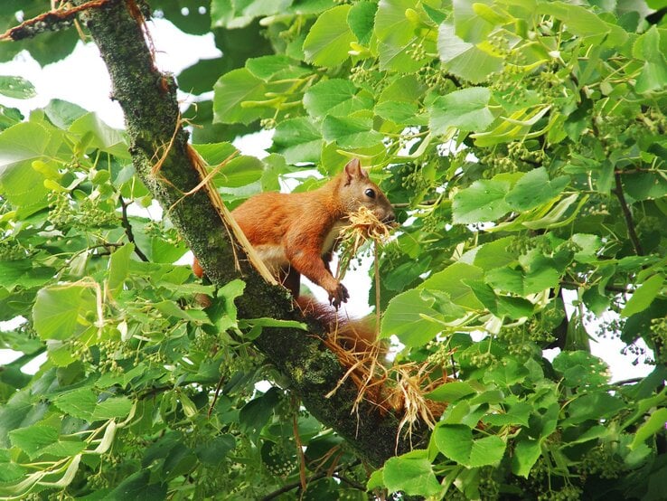 Ein rotes Eichhörnchen sitzt auf einem moosigen Ast inmitten grüner Blätter und trägt Zweige im Maul, vermutlich für den Nestbau. | © Shutterstock/linerpics