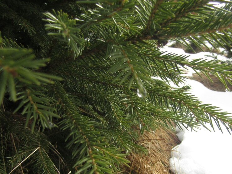 Nahaufnahme von grünen Tannenzweigen mit Tautropfen, daneben schmelzender Schnee und braunes Gras im frühen Frühling. | © Shutterstock/jefine