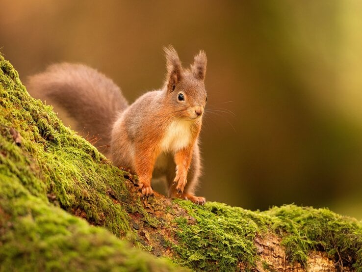 Ein rotes Eichhörnchen mit buschigem Schwanz und aufgerichteten Ohrbüscheln steht aufmerksam auf einem moosbewachsenen Ast im Wald. | © Shutterstock/Wirestock Creators