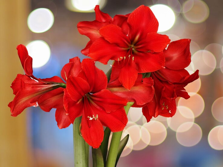 Leuchtend rote Amaryllisblüten mit zarten Staubgefäßen, vor einem verschwommenen Hintergrund aus warmen Lichtkreisen.