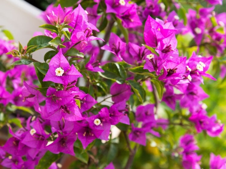 Üppige Bougainvillea mit leuchtend pinken Blüten und kleinen weißen Blütenkernen vor grünem Laub in sommerlicher Atmosphäre.