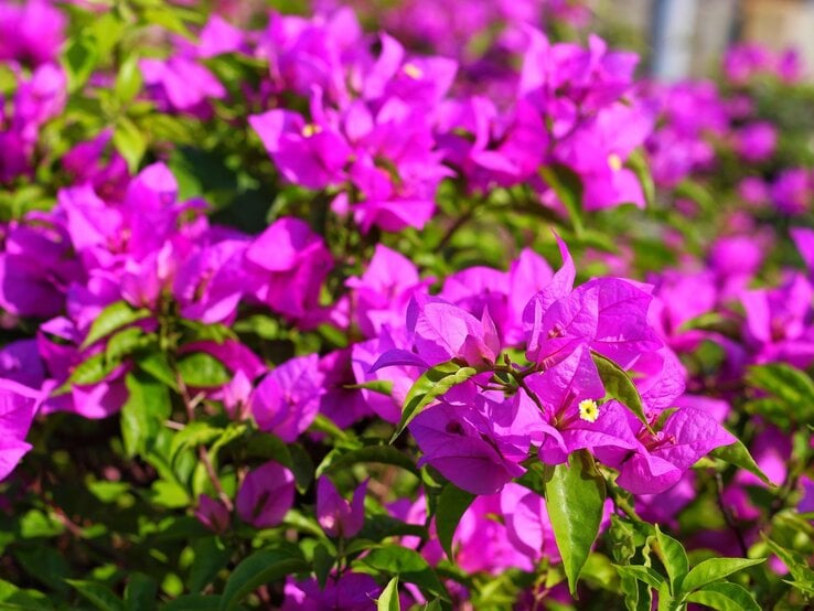 Üppige Bougainvillea-Sträucher mit leuchtend pinken Blüten vor saftig grünen Blättern in sommerlichem Sonnenlicht. | © Shutterstock/Galeh Nur Wihantara