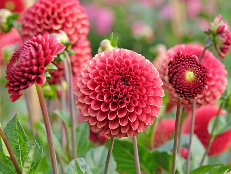 Leuchtend rote Pompon-Dahlien mit symmetrischen Blütenköpfen vor grünen Blättern in einer blühenden Gartenlandschaft.