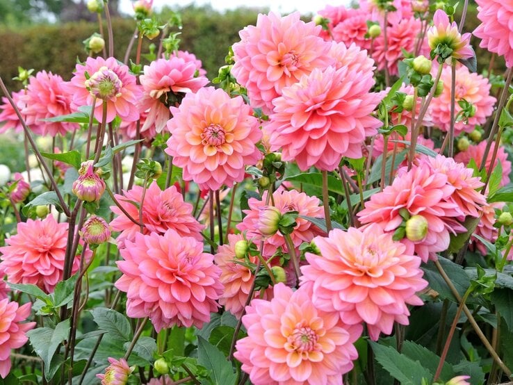 Üppige, rosa Dahlienblüten mit zarten Blättern und Knospen in einem grünen Garten vor einer Hecke im Sommer. | © Shutterstock/Alex Manders