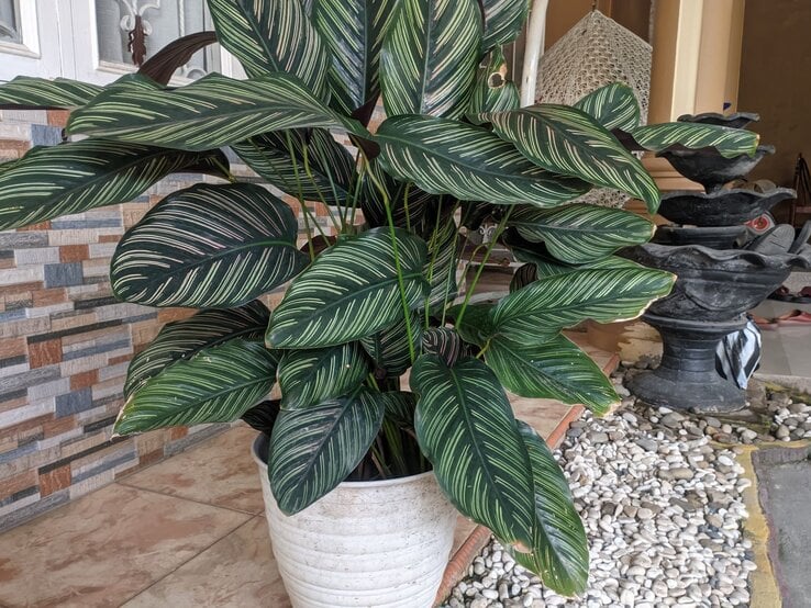 Eine Calathea mit dunkelgrünen, weiß gestreiften Blättern in einem weißen Topf steht auf einer Terrasse mit Fliesen und Kieselsteinen. | © Shutterstock/Briyan Saputra