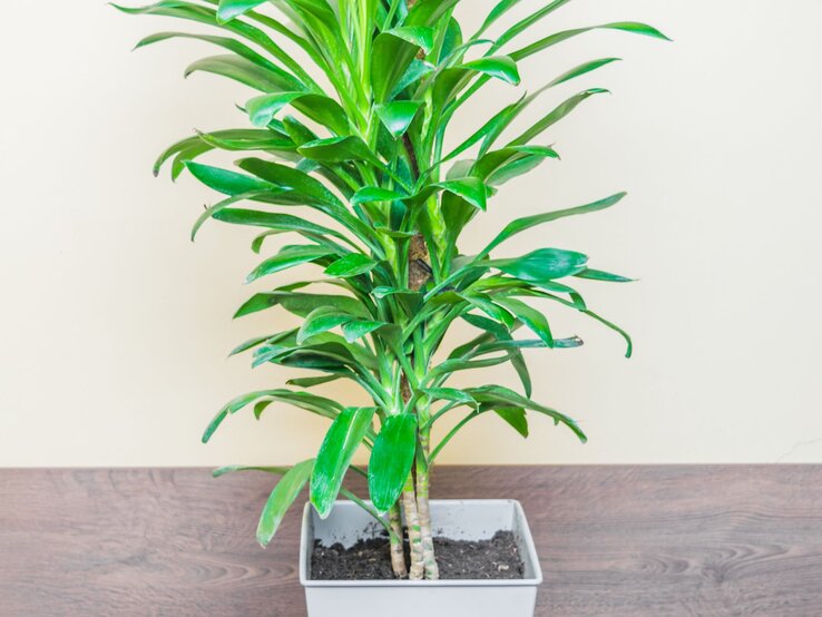 Eine schlanke Drachenbaum-Pflanze mit glänzend grünen Blättern wächst in einem rechteckigen, weißen Topf auf einem Holzboden. | © Shutterstock/Federico Quevedo