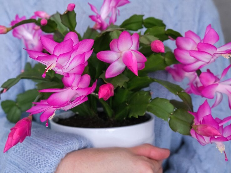 Eine Person in einem blauen Strickpullover hält eine weiße Keramikschale mit einer blühenden Weihnachtskaktuspflanze mit pinken Blüten. | © Shutterstock/Elena_Gr