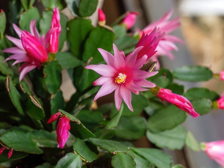 Weihnachtskaktus mit zarten rosa-pinken Blüten und grünen, flachen Blättern steht nah am Fenster im natürlichen Licht. | © Shutterstock/jessicahyde