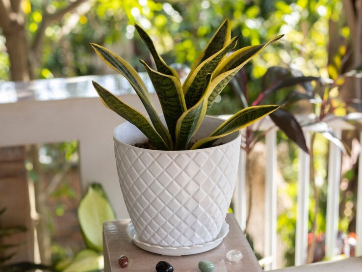 Eine Sansevieria-Pflanze mit gelbgrünen Blättern steht in einem weißen, gemusterten Blumentopf auf einem Holztisch vor sonnigem Gartenhintergrund. | © Shutterstock/Nice-pics-125