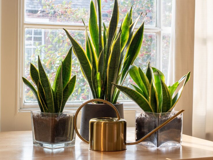 Drei Sansevieria-Pflanzen in Glas- und Keramiktöpfen stehen auf einem Holztisch vor einem sonnigen Fenster mit Ausblick ins Grüne. | © Shutterstock/Grumpy Cow Studios