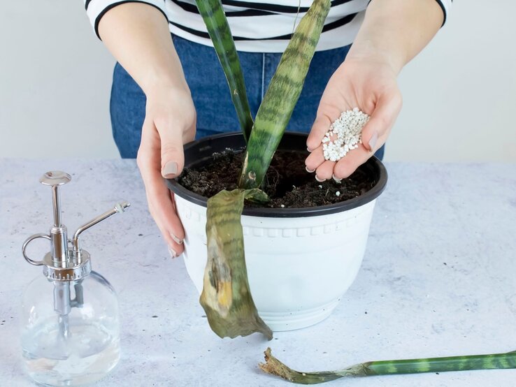 Eine Person in gestreiftem Shirt gibt Dünger in einen weißen Blumentopf mit einer geschwächten Sansevieria-Pflanze auf hellem Tisch. | © Shutterstock/Danica Jakovljevic