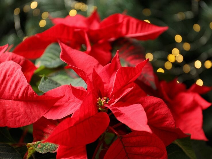 Rote Weihnachtssterne mit leuchtenden Blättern vor unscharfen goldenen Lichtern und dunklem Tannengrün im Hintergrund.