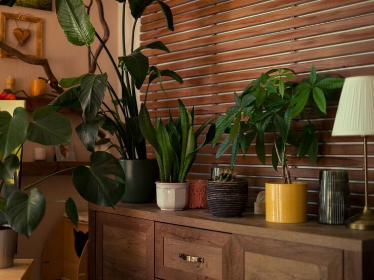 Verschiedene grüne Zimmerpflanzen in bunten Töpfen stehen auf einer Holzkommode vor einer Wand mit Holzjalousien.