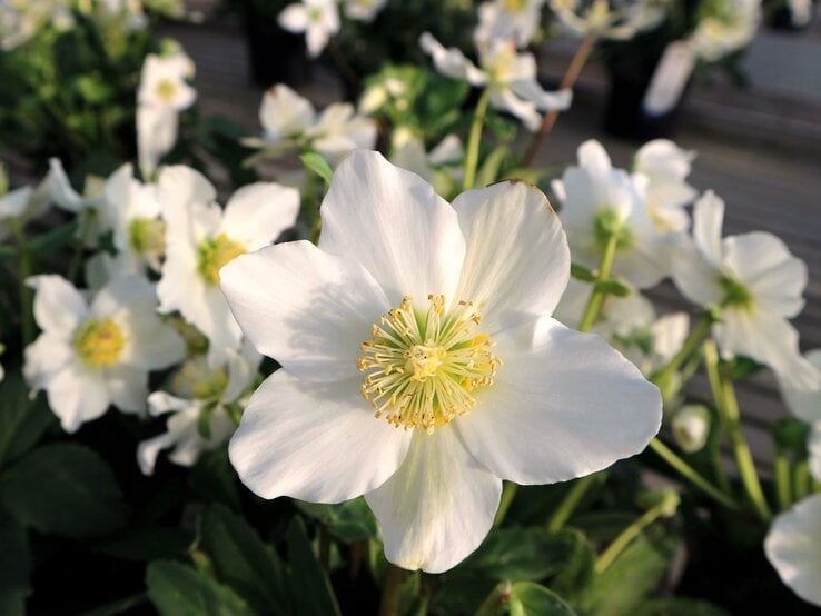 Nahaufnahme einer weißen Christrose mit goldgelben Staubgefäßen, umgeben von weiteren Blüten im sanften Tageslicht. | © Shutterstock/luca pbl