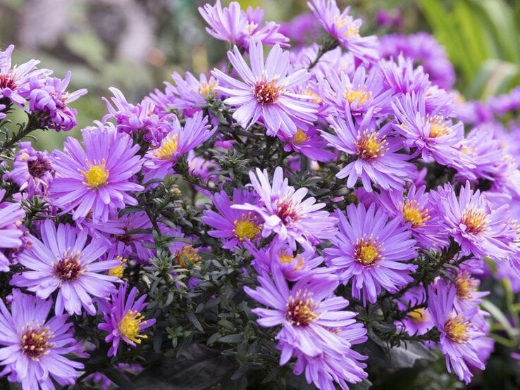 Ein dichter Strauch violetter Astern in voller Blüte mit gelben Blütenmitten, umgeben von grünen Blättern im Garten. | © Shutterstock/Iva Vagnerova