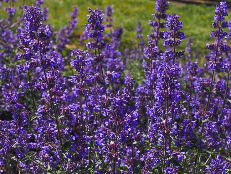 Ein Feld voller leuchtend violetter Katzenminze-Blüten ragt in die Höhe, umgeben von grünem Gras bei sonnigem Wetter. | © Shutterstock/LifeCollectionPhotography