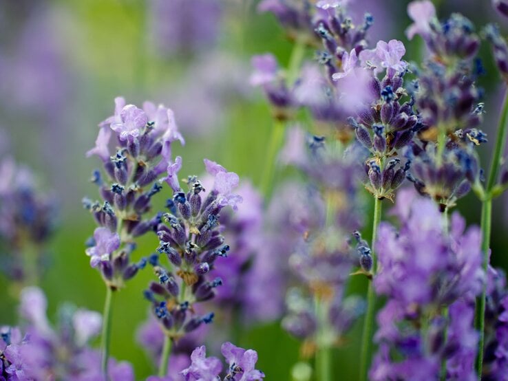 Nahaufnahme von blühendem Lavendel mit zarten violetten Blüten und weichem grünem Hintergrund in sommerlichem Licht. | © Shutterstock/Helmut Lechner