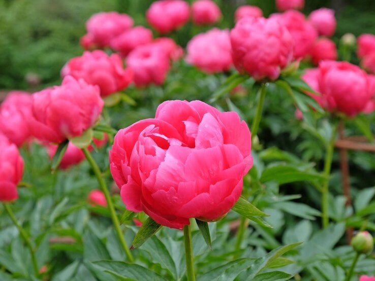 Leuchtend pinke Pfingstrosen in voller Blüte, umgeben von saftig grünen Blättern, erstrahlen in einem sommerlichen Garten. | © Shutterstock/Alex Manders