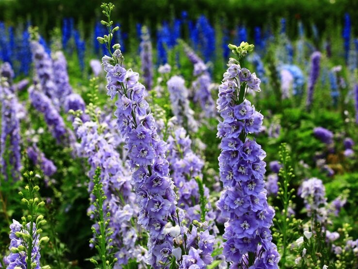 Hohe, dicht besetzte Rittersporn-Blüten in zartem Violett und Blau stehen vor grünem Laub in einer sommerlichen Gartenlandschaft. | © Shuterstock/happykamill