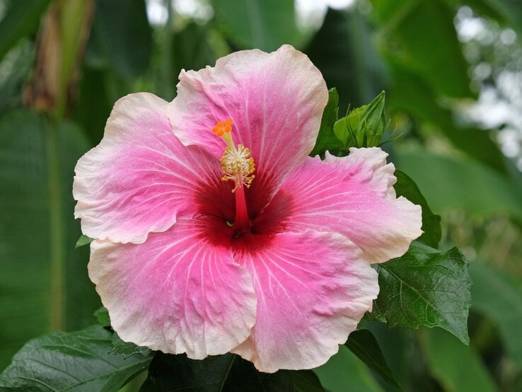 Große, zartrosa Hibiskusblüte mit tiefroter Mitte und leuchtend gelben Staubgefäßen vor grünem, tropischem Hintergrund. | © Shutterstock/Alex Manders