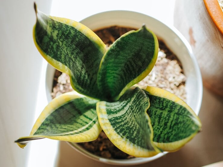 Eine grün-gelbe Sansevieria-Pflanze mit breiten, gemusterten Blättern in einem weißen Topf auf hellem Untergrund.