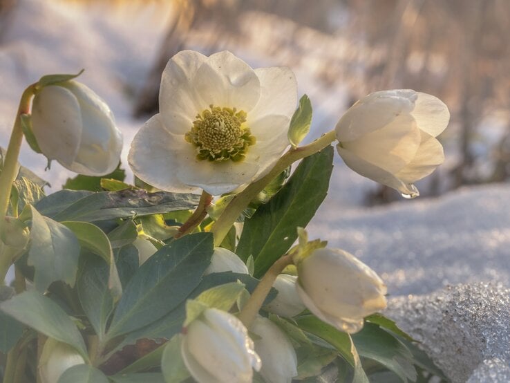 Weiße Christrosen mit grünen Blättern blühen in hellem Sonnenlicht auf schneebedecktem Boden, einzelne Wassertropfen glitzern.