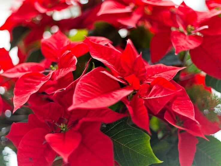 Nahaufnahme leuchtend roter Weihnachtsstern-Blätter mit zartem Grünton im Hintergrund, sanft beleuchtet von natürlichem Licht.