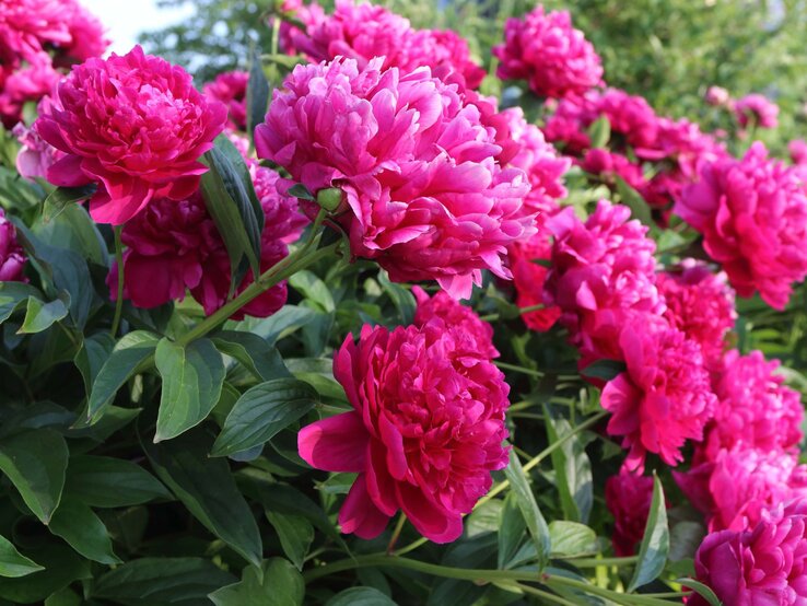 Üppige pinke Pfingstrosen in voller Blüte, umgeben von sattem Grün, leuchten in der Sonne vor einem Hintergrund aus Bäumen.