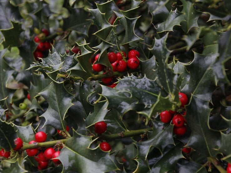 Glänzende dunkelgrüne Stechpalmenblätter mit scharfen Zacken, dazwischen leuchtend rote Beeren an einem regennassen Zweig.