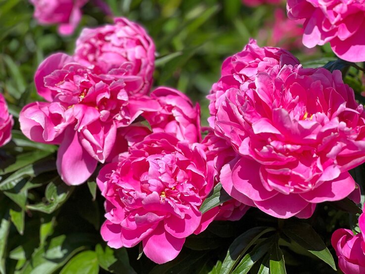 Leuchtend pinke Pfingstrosen mit üppigen Blütenblättern und sattem Grün im Hintergrund bei strahlendem Sonnenschein. | © Shutterstock/Lialina Olena