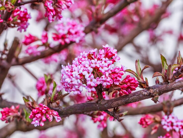 Ein blühender Zweig mit dichtem Büschel aus rosa und weißen Blüten, umgeben von zarten Knospen und frischem Grün. | © Shutterstock/nnattalli