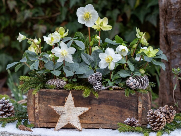 Ein rustikales Holzgefäß mit weißen Christrosen, Tannenzweigen, Zapfen und einem Holzstern auf schneebedecktem Untergrund. | © Shutterstock/Natalia Greeske