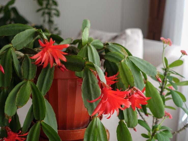 Ein Weihnachtskaktus mit leuchtend roten Blüten auf grünen, zackigen Blättern vor hellem Hintergrund. | © Shutterstock/hanif66