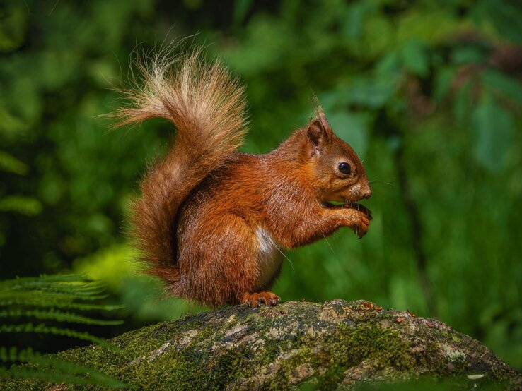 Ein braunes Eichhörnchen sitzt auf einem Baumstamm und hält eine Nuss mit seinen Vorderpfoten, während es aufmerksam in die Ferne blickt.