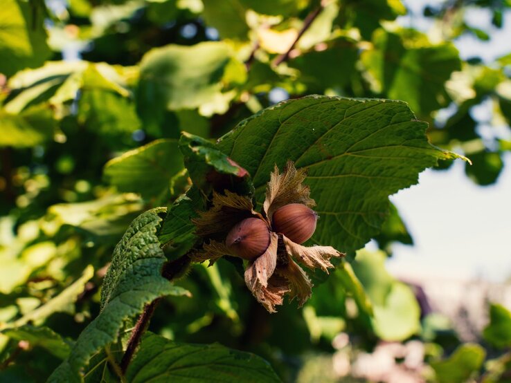 Ein üppig grüner Haselnussbaum mit zahlreichen grünen Früchten wächst in einem sonnigen Garten im Sommer. | © Shutterstock/Oksana Shevchenko