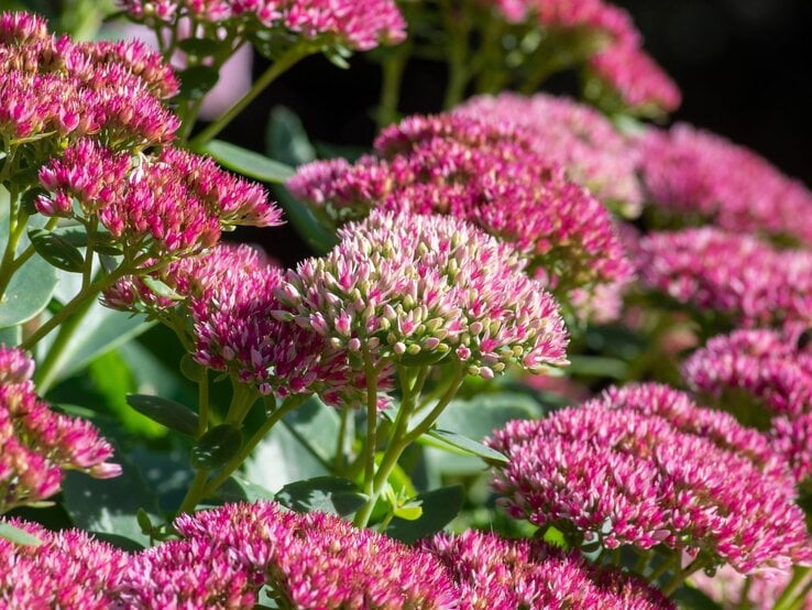 Eine dichte, grüne Staude mit rosafarbenen Blüten, die in einem sonnigen Garten in voller Blüte steht.