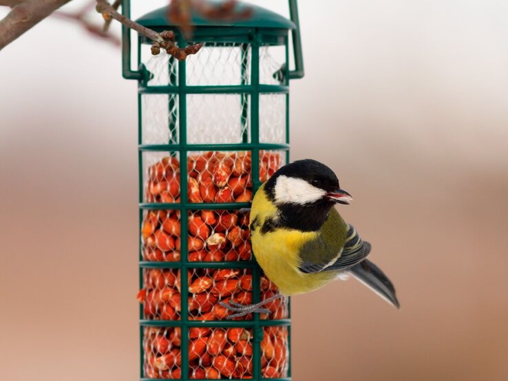 Ein kleiner Vogel mit gelben Federn sitzt auf einer Futterstation. | © Shutterstock/taviphoto