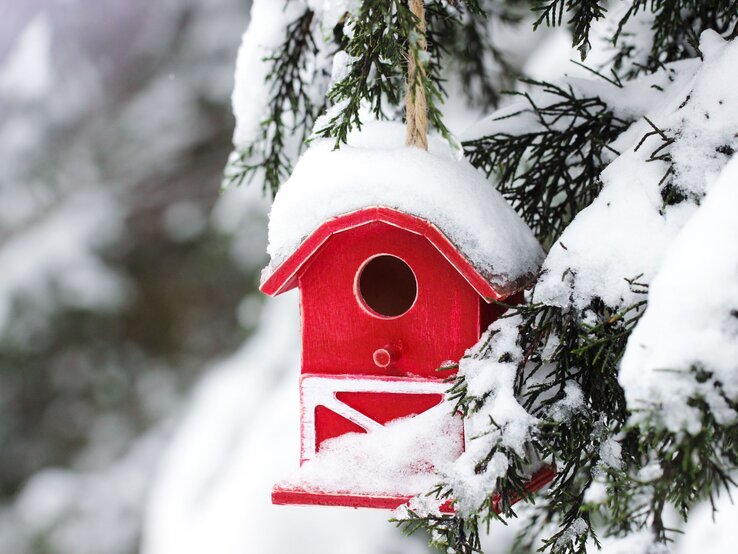 Ein leuchtend rotes Vogelhaus aus Holz hängt an einem Baum, umgeben von winterlichem Schnee und grünen Ästen | © Shutterstock/laura.h