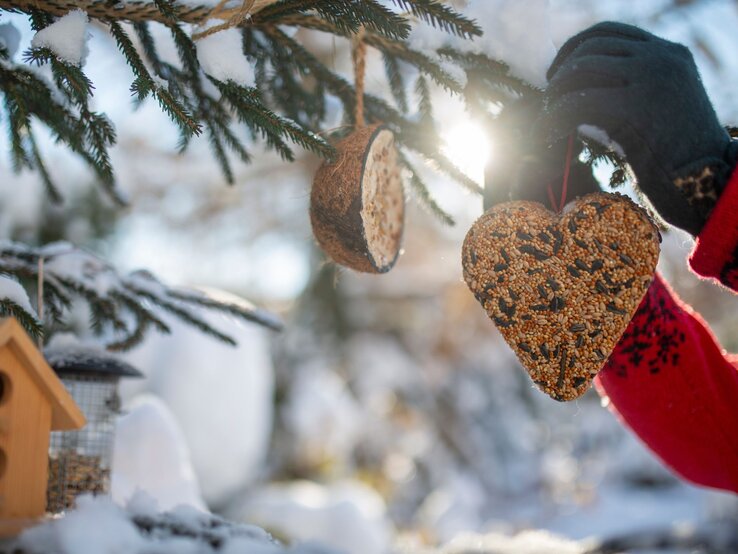 Bunte Christbaumkugeln aus Vogelfutter hängen an einem Baum, um Vögel im winterlichen Garten zu füttern. | © Shutterstock/iMarzi