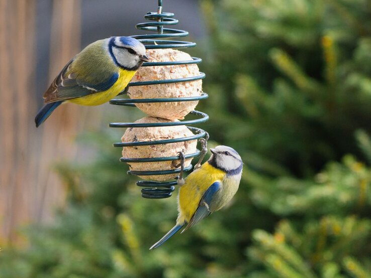 Zwei kleine Vögel landen auf einem Futterspender, umgeben von winterlichen Zweigen. | © Shutterstock/Tunatura