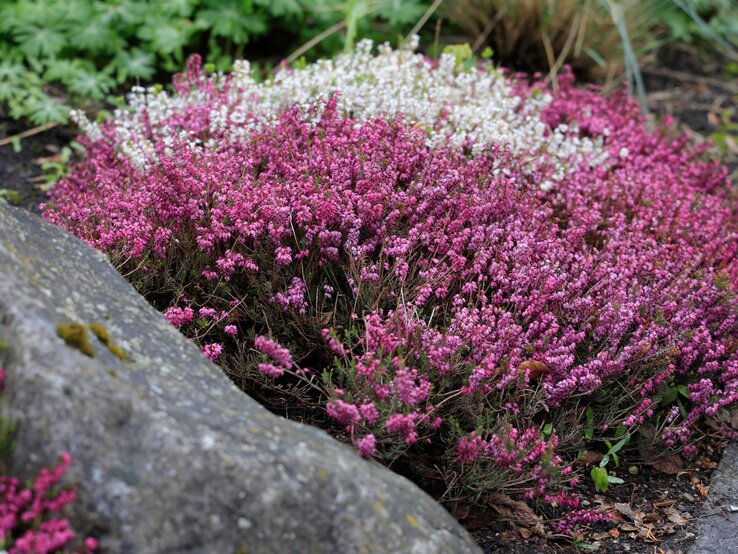 Nahaufnahme von blühender Winterheide in Rosa und Weiß, umgeben von Moos und Steinen in einem Gartenbeet. | © Shutterstock/R. Maximiliane