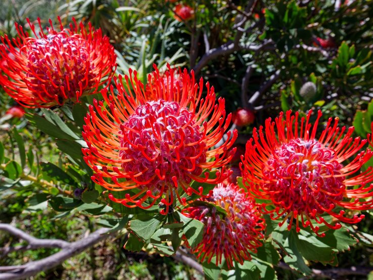 Vier leuchtend rote Protea-Blüten mit filigranen, gebogenen Blütenstempeln strahlen in der Sonne vor einem grünen Buschhintergrund.