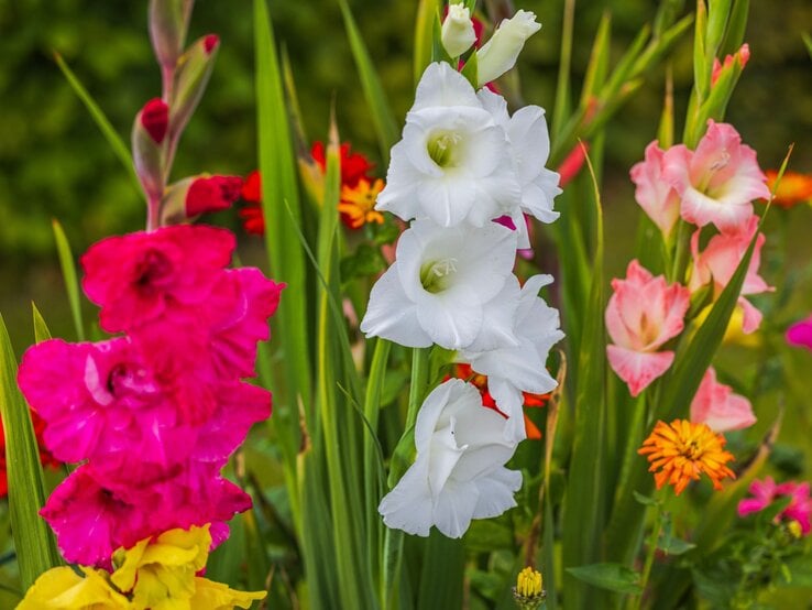 Bunte Gladiolen in kräftigem Pink, Weiß und Rosa wachsen inmitten eines sommerlichen Gartens mit grünem Hintergrund. | © Shutterstock/Mulevich