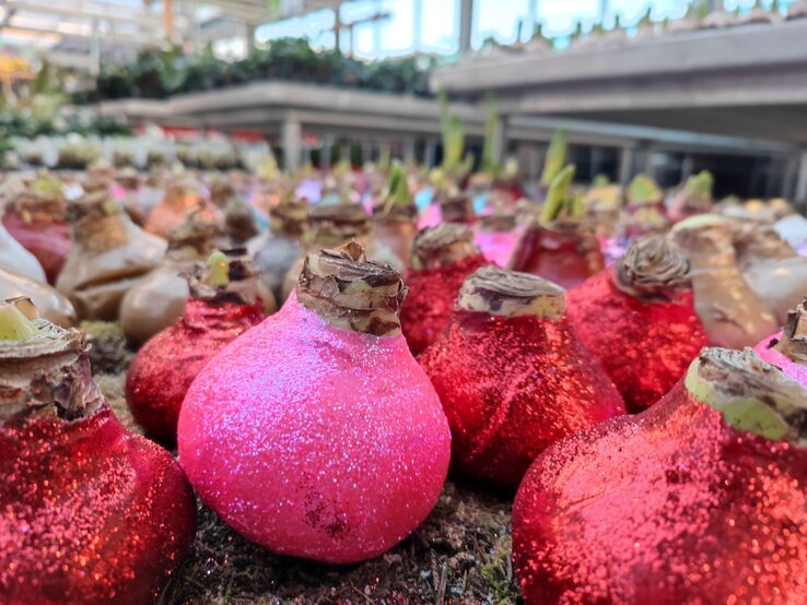 Glitzernde Blumenknollen in Pink und Rot liegen in einem Gewächshaus auf Moos, bereit zum Einpflanzen im Frühling.