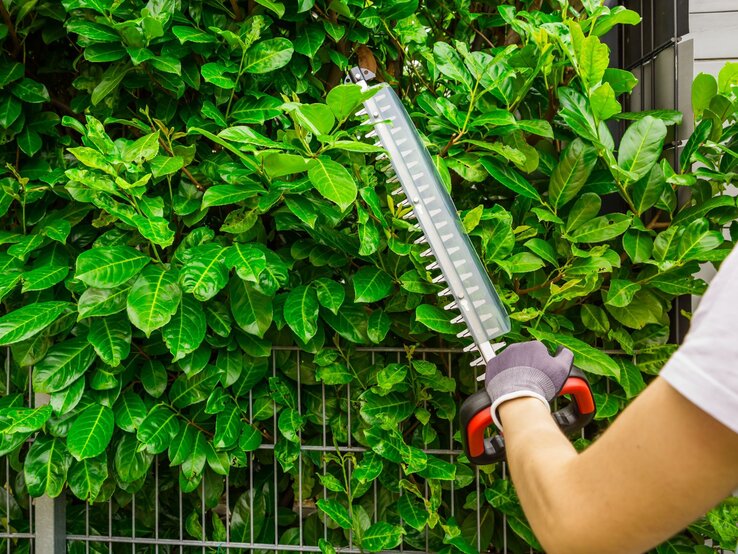 Eine Person in weißem Shirt schneidet mit einer elektrischen Heckenschere eine grüne dichte Hecke vor einem Metallzaun.