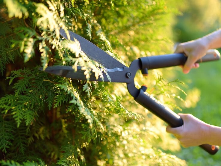 Zwei Hände schneiden mit einer großen Gartenschere bei Sonnenlicht eine grüne Thuja-Hecke im Garten. | © Shutterstock/Maria Sbytova