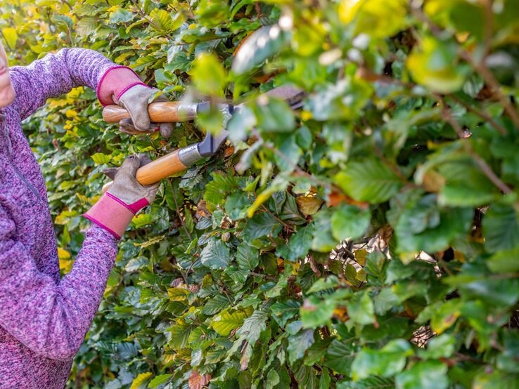 Eine Person in lila Pullover und Handschuhen schneidet mit einer Astschere eine grüne Hecke im Herbst. | © Shutterstock/yackers1