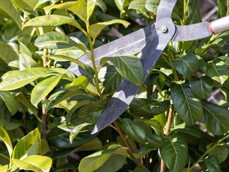 Eine große Gartenschere schneidet glänzende grüne Äste einer dichten Hecke im Sonnenlicht. | © Shutterstock/omphoto