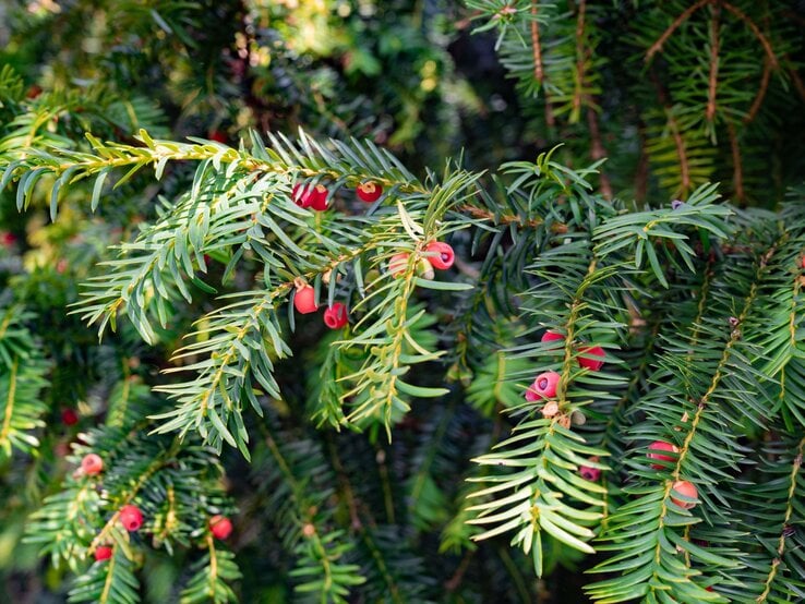 Nahaufnahme von tiefgrünen Zweigen einer Eibe mit leuchtend roten Beeren in natürlichem Licht. | © Shutterstock/Ksenz-E