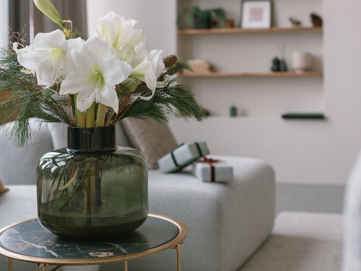 Weiße Amaryllis in voller Blüte mit Tannengrün in einer Vase, dekorativ auf einem Tisch im Wohnzimmer platziert – Amaryllis Pflege Kurzanleitung.